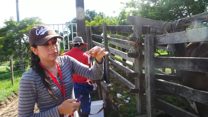 Los sectores de La Patimena, Morichal y Picón, donde alrededor de 120 cabezas de ganado fueron vacunadas y a la vez se seleccionaron 30 novillas aptas para el programa de Paquetes tecnológicos.